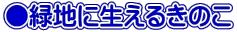 ●緑地に生えるきのこ